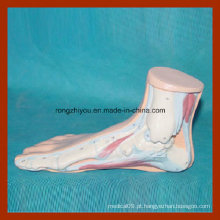 Modelo anatômico do pé normal humano para o aprendizado médico
